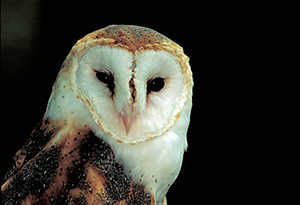 Barn-Owl