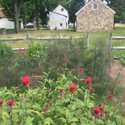 Bee Balm