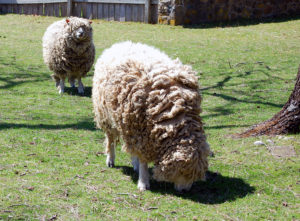 Sheep at the Thompson-Neely House and Farmstead