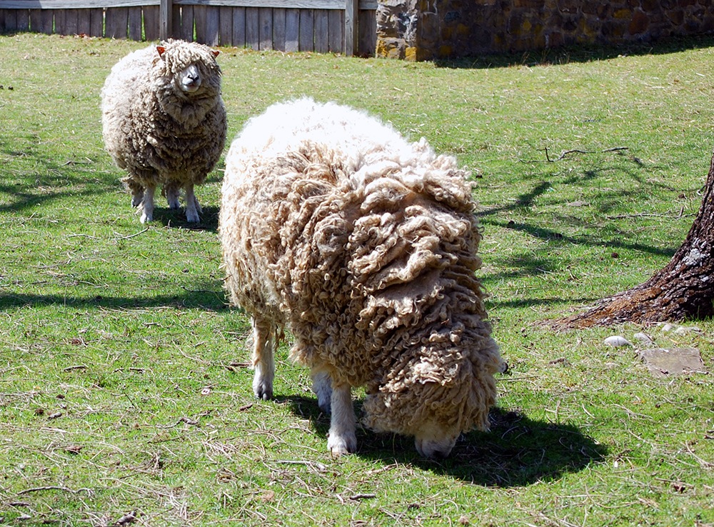 Have You Any Wool? We Do! | Washington Crossing Historic Park