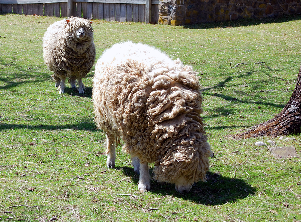 Have You Any Wool? We Do! | Washington Crossing Historic Park Have You Any Wool? We Do! | Washington Crossing Historic Park