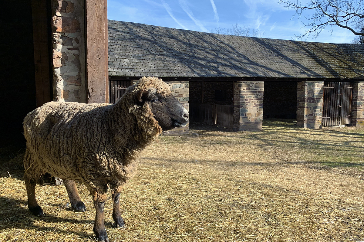 adopt a sheep near me