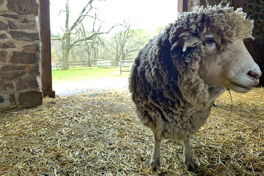 Sponsor a Sheep Washington Crossing Historic Park