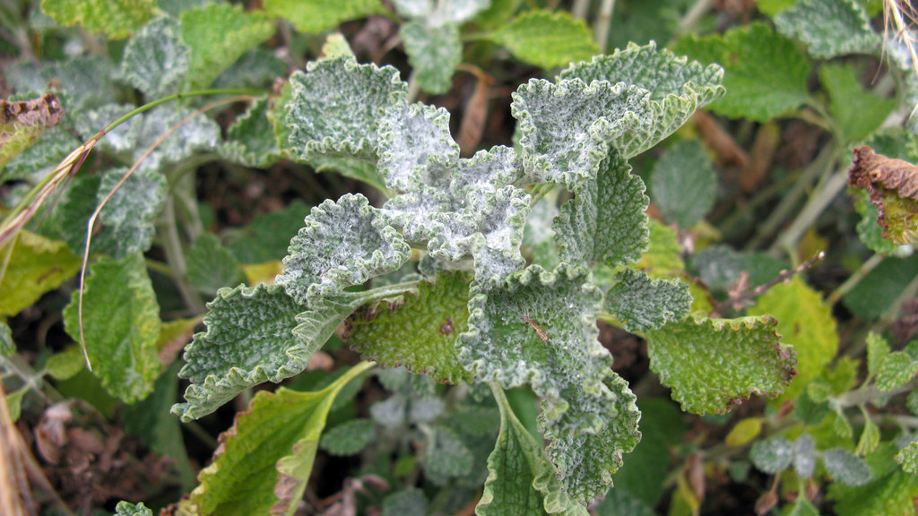 white horehound plant