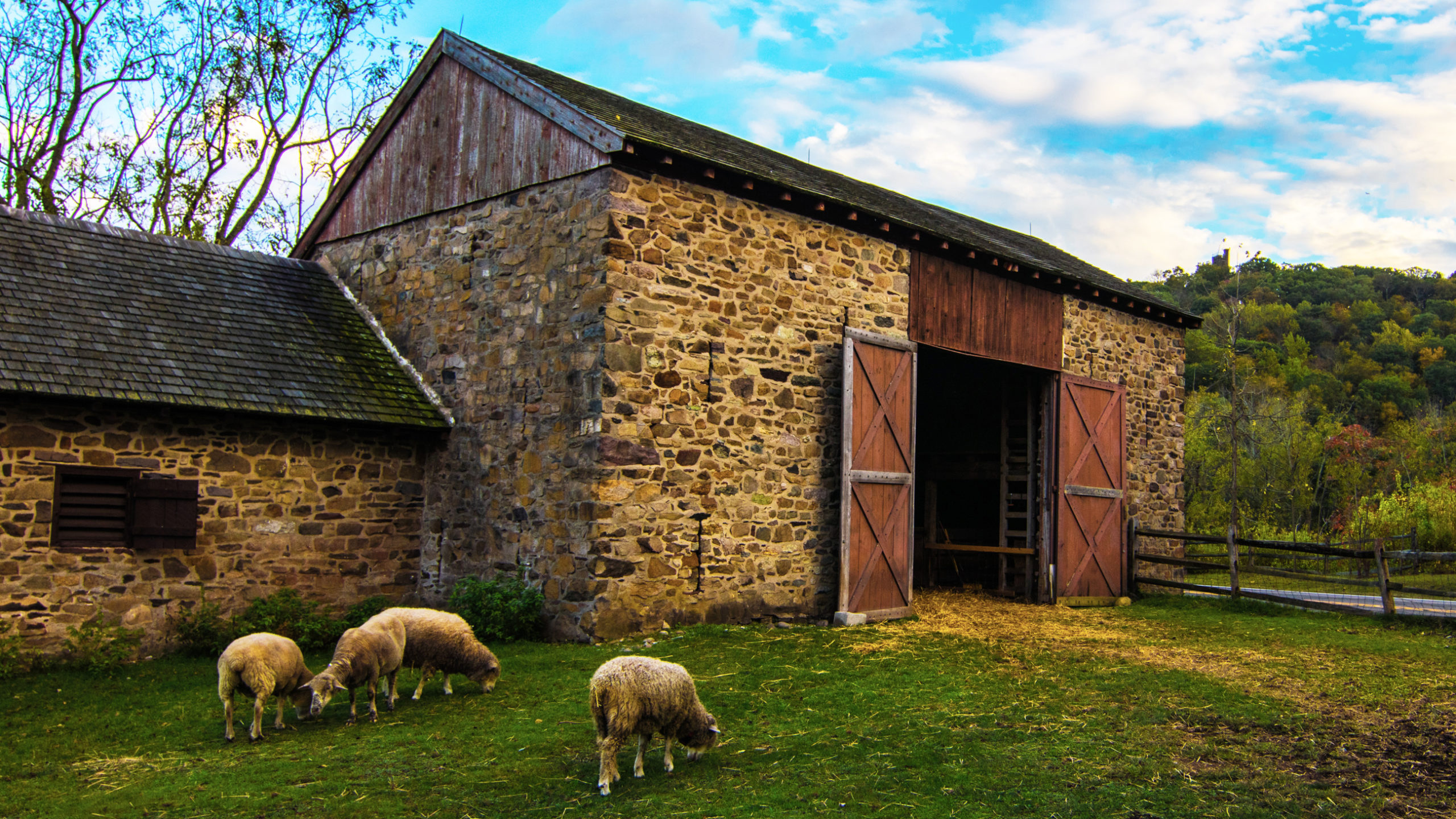 The Thompson-Neely Farmstead's barn with three sheep grazing outside.