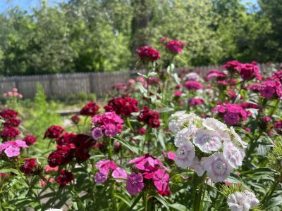 IMG 4815-1